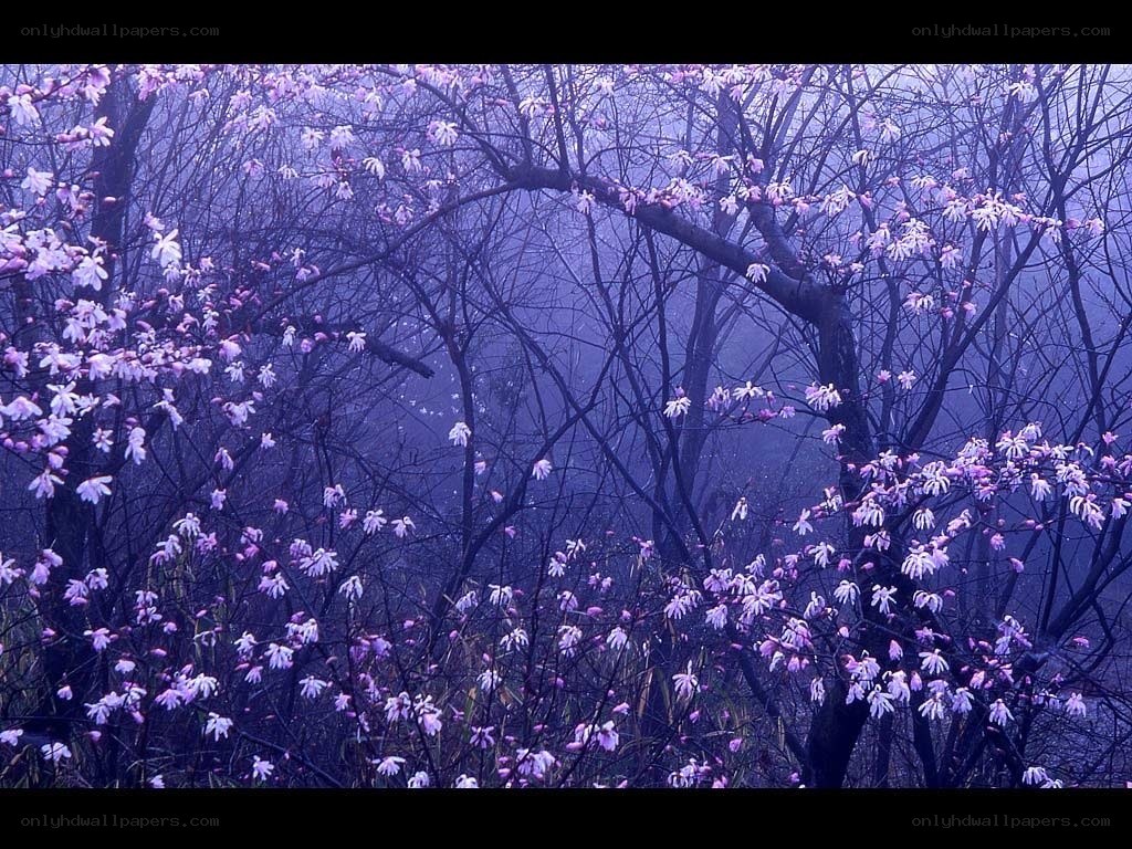 Purple blossoms in misty forest
