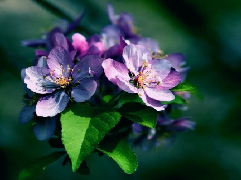 purple blossoms on a branch