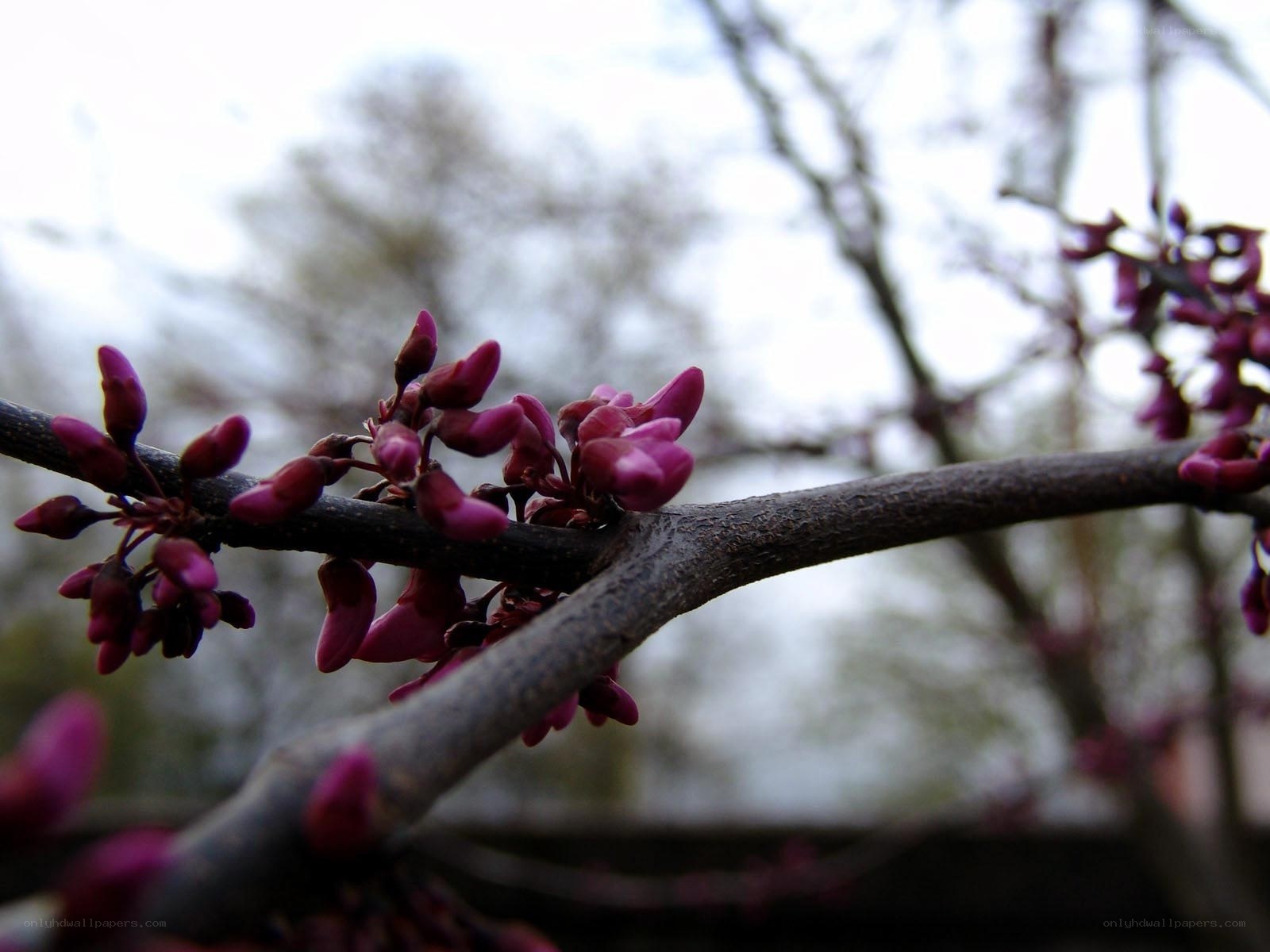 purple blossoms on a branch