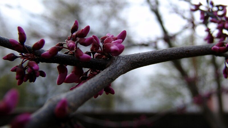 purple blossoms on a tree branch