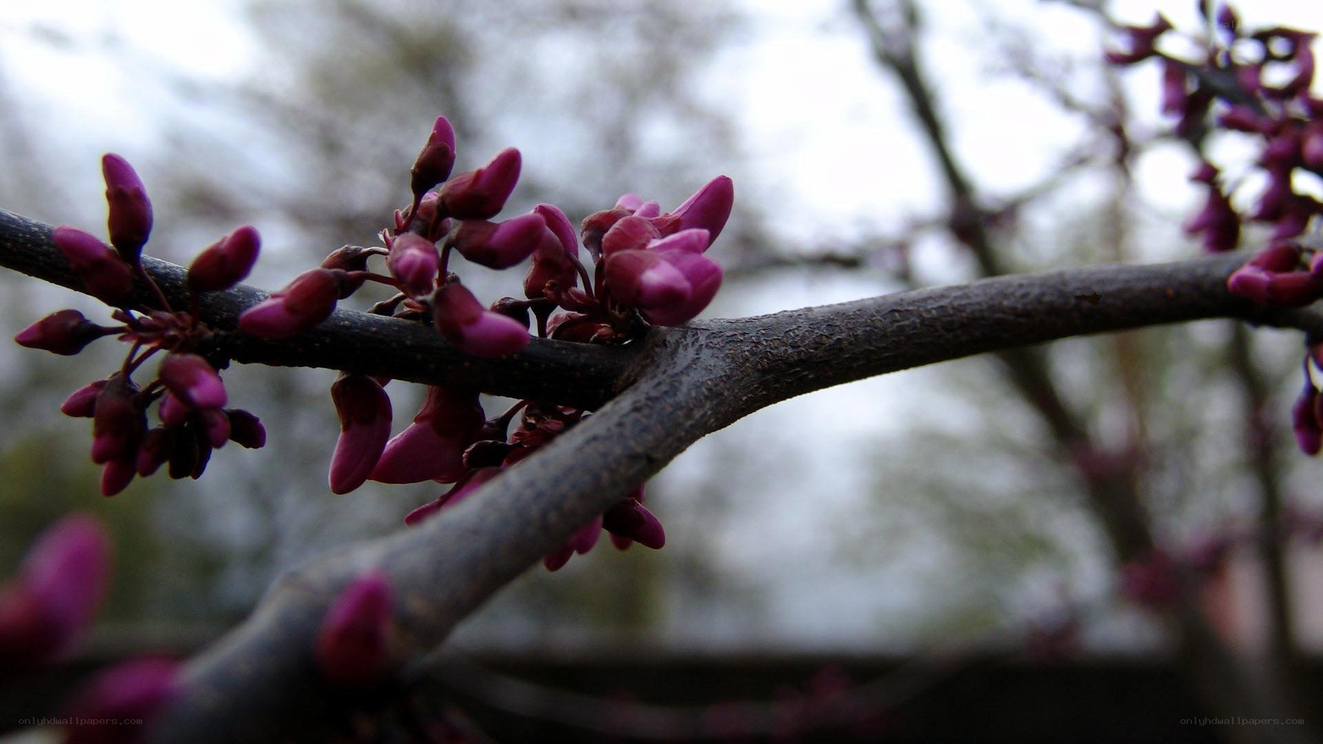 purple blossoms on a tree branch