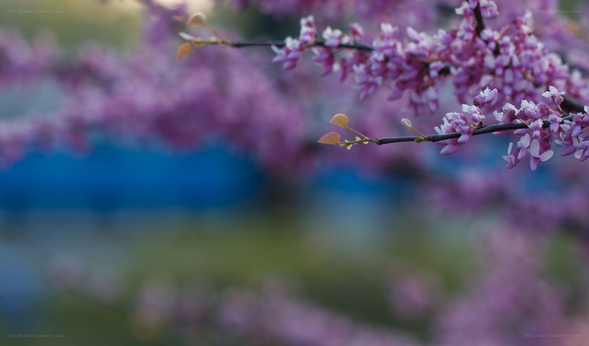 Purple blossoms on a tree branch