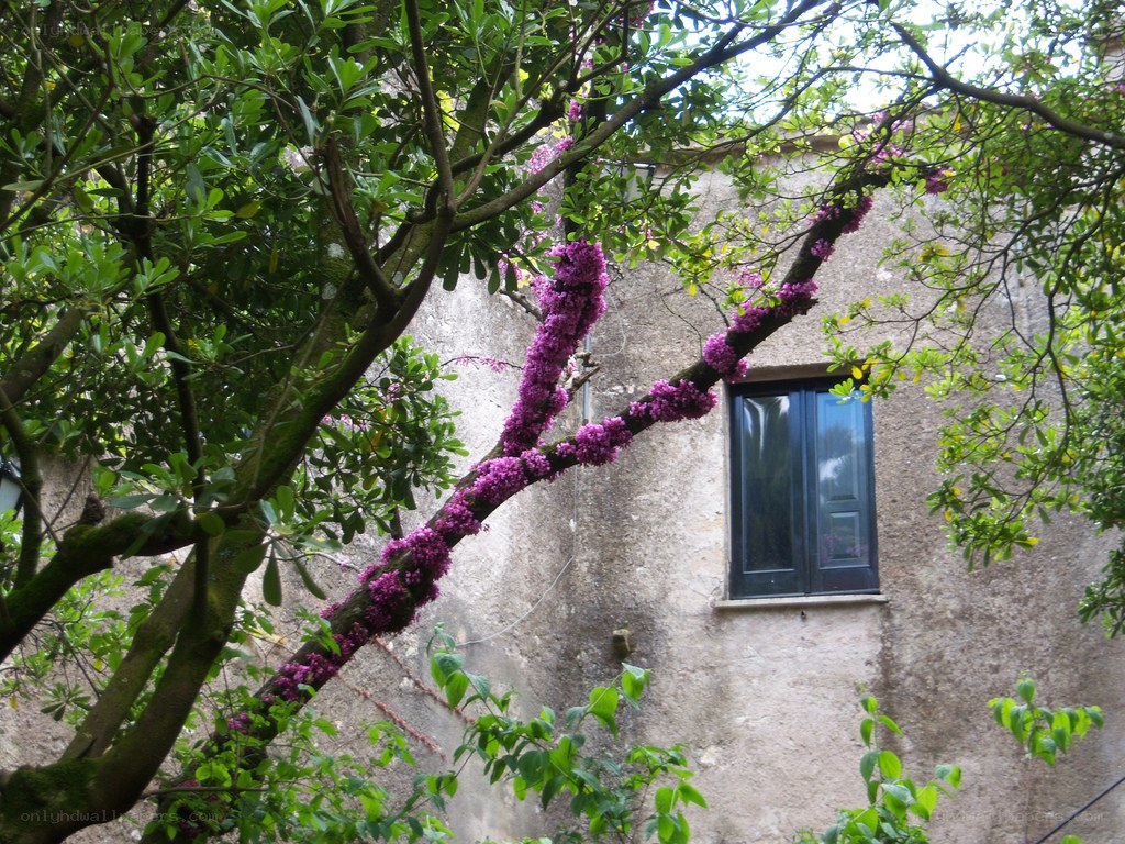 purple blossoms on a tree branch