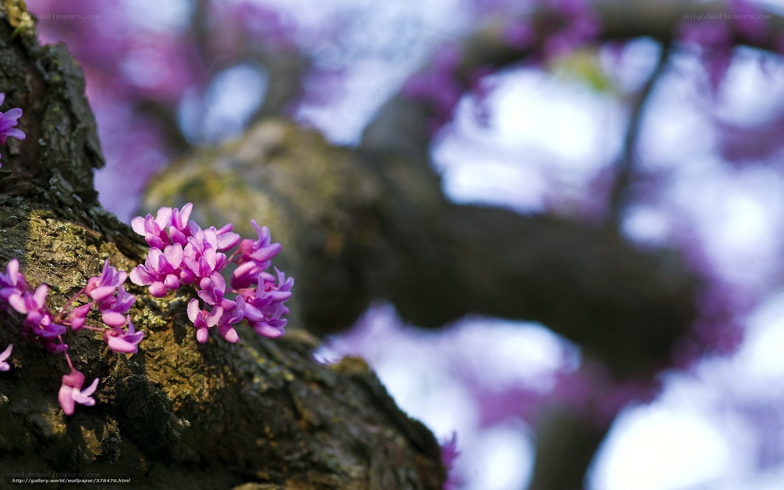 Purple blossoms on a tree branch