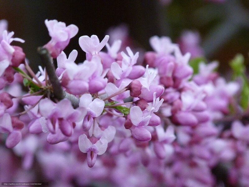 Purple Blossoms on Branch — Calm, Spring
