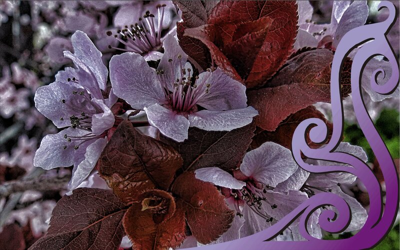 Purple Blossoms on Branch — Calm