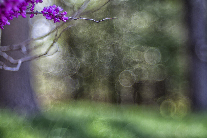 Purple Blossoms on Branch — Serene, Spring, Photograph, Forest