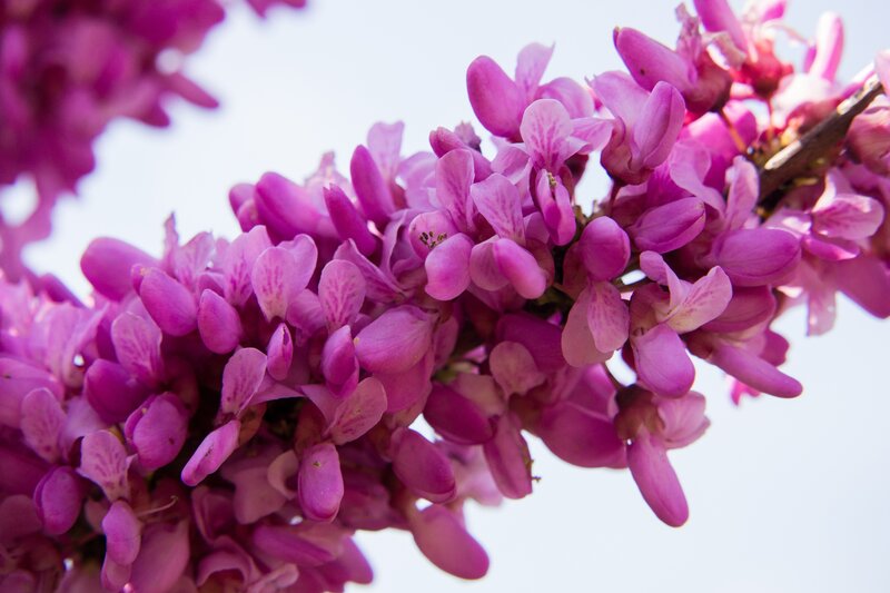 Purple Blossoms on Branch — Serene, Spring, Photograph, Sky