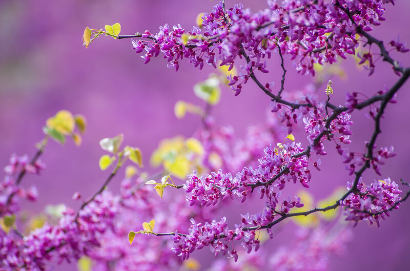 Purple Blossoms on Branch — Serene, Spring, Photograph