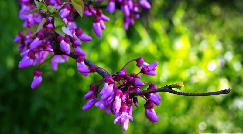 Purple Blossoms on Branch — Serene