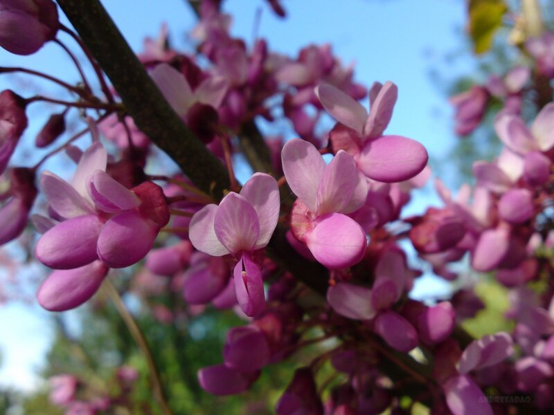 Purple Blossoms on Branch