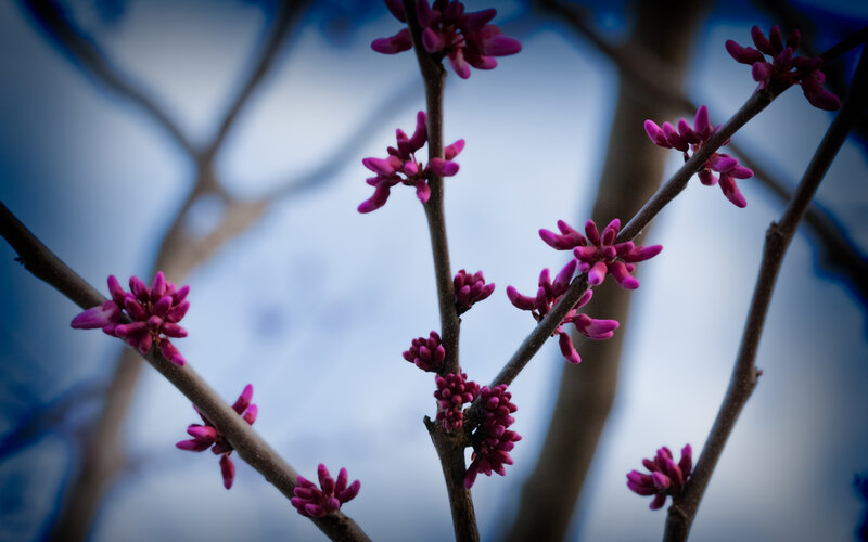 Purple Blossoms on Branches — Dramatic