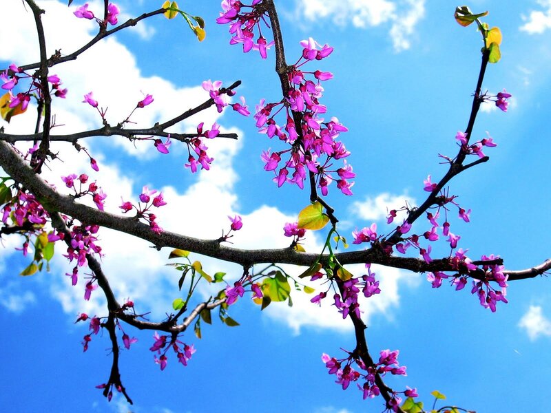 Purple Blossoms on Tree Branch — Blue