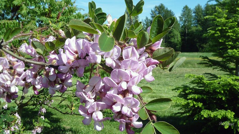 Purple Blossoms on Tree Branch