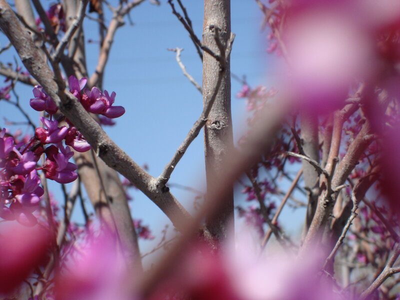 Purple blossoms on tree branches