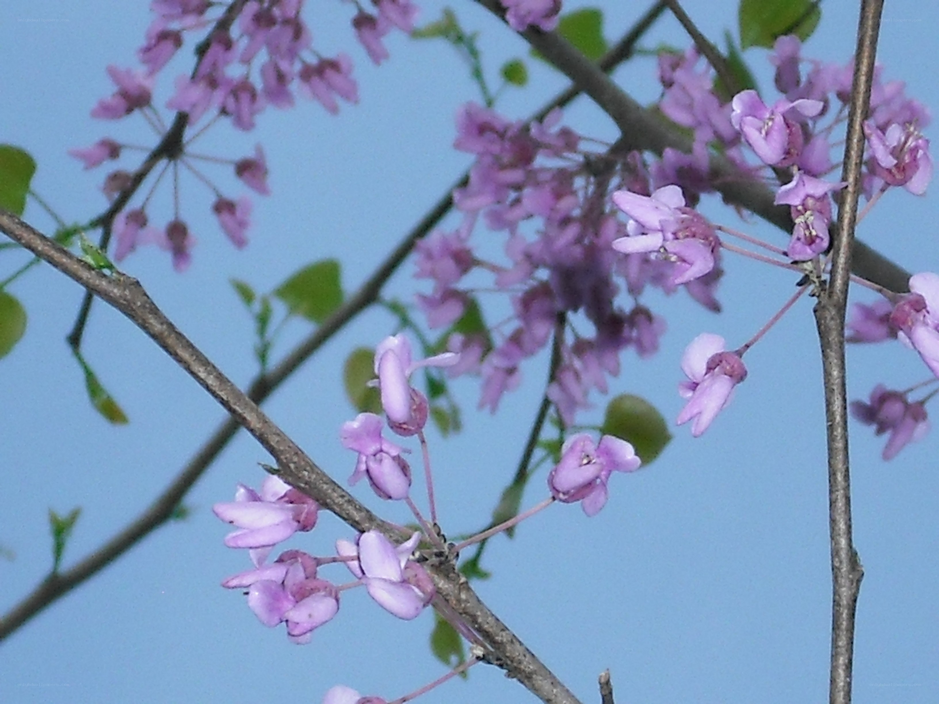 purple blossoms on tree branches