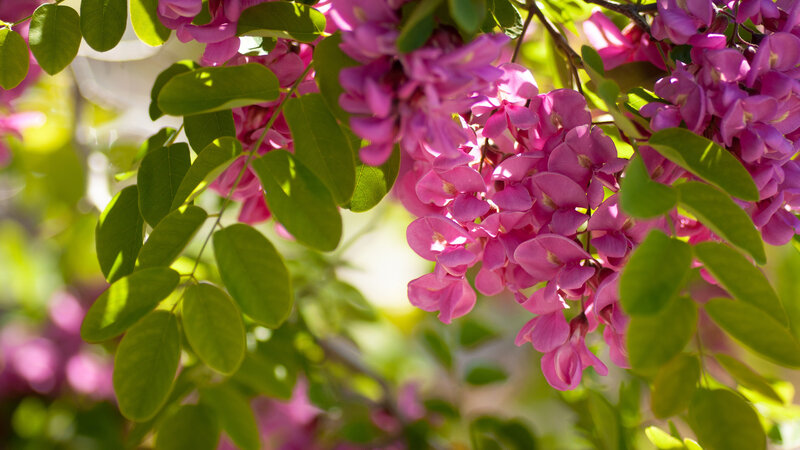Purple Blossoms on Tree — Pink, Serene, Spring