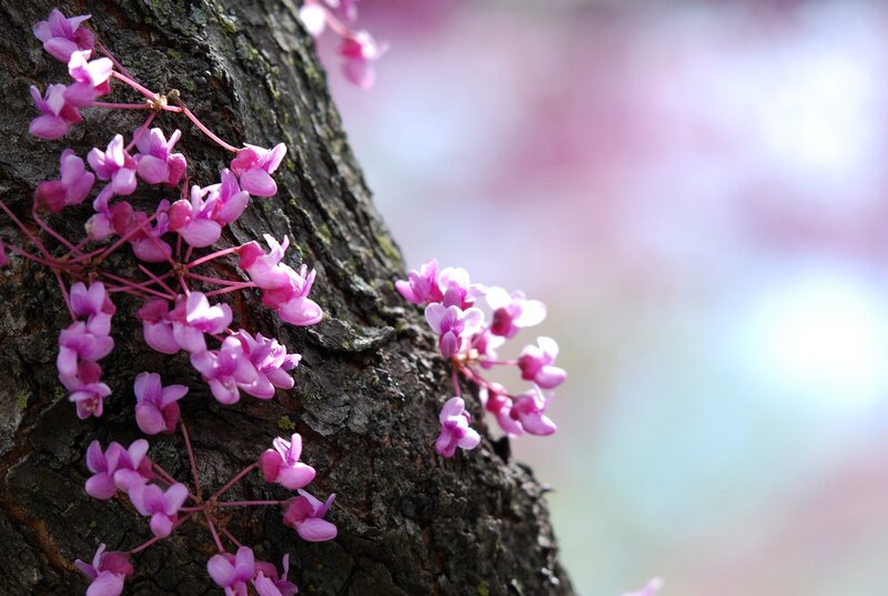 Purple Blossoms on Tree — Pink, Serene
