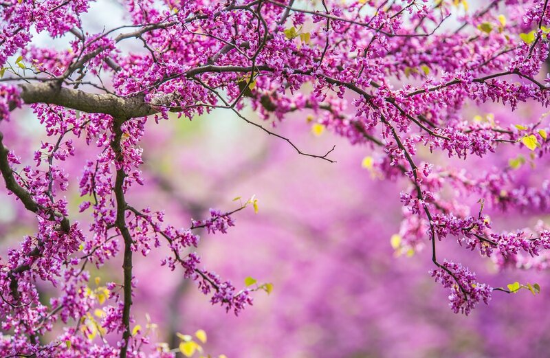 Purple Blossoms on Tree — Pink