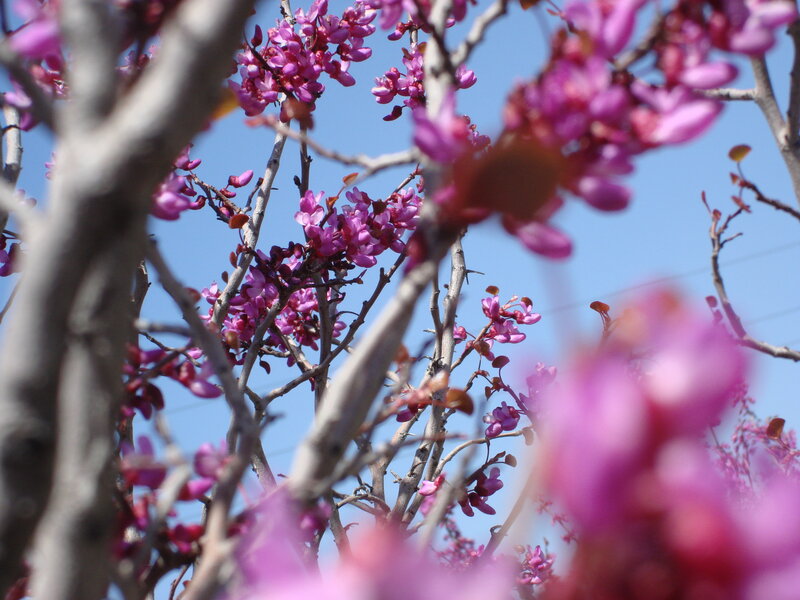 Purple Blossoms on Tree — Serene, Spring, Photograph, Branches, Sky