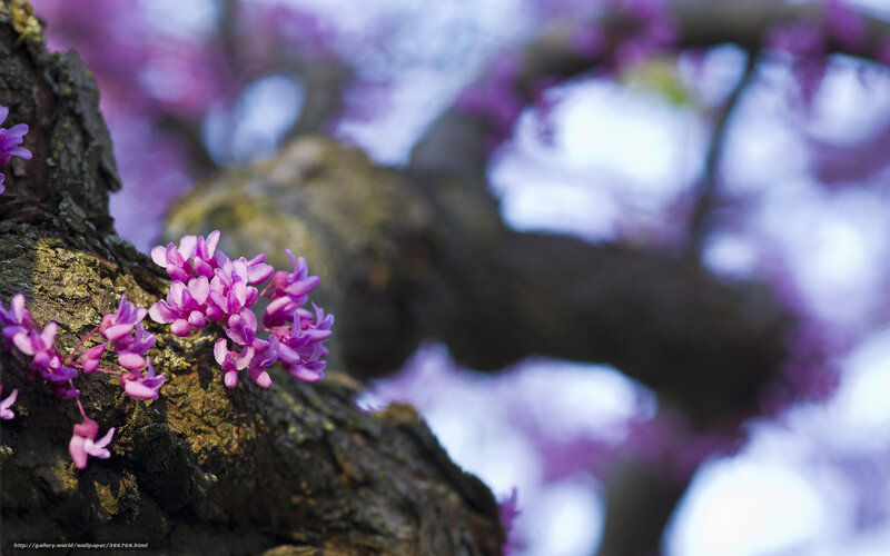 Purple Blossoms on Tree — Serene, Spring, Photograph