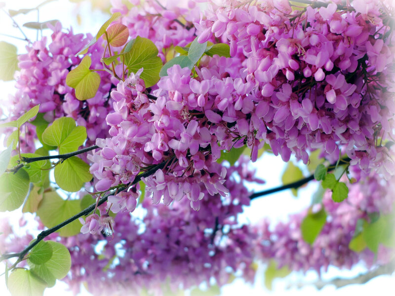 Purple Blossoms on Tree — Serene, Spring