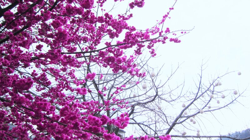 Purple Blossoms on Tree — Serene