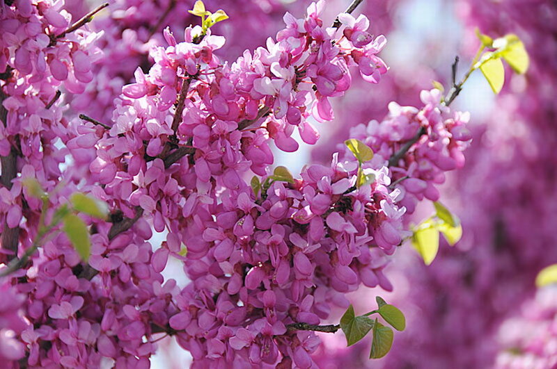Purple Blossoms on Tree