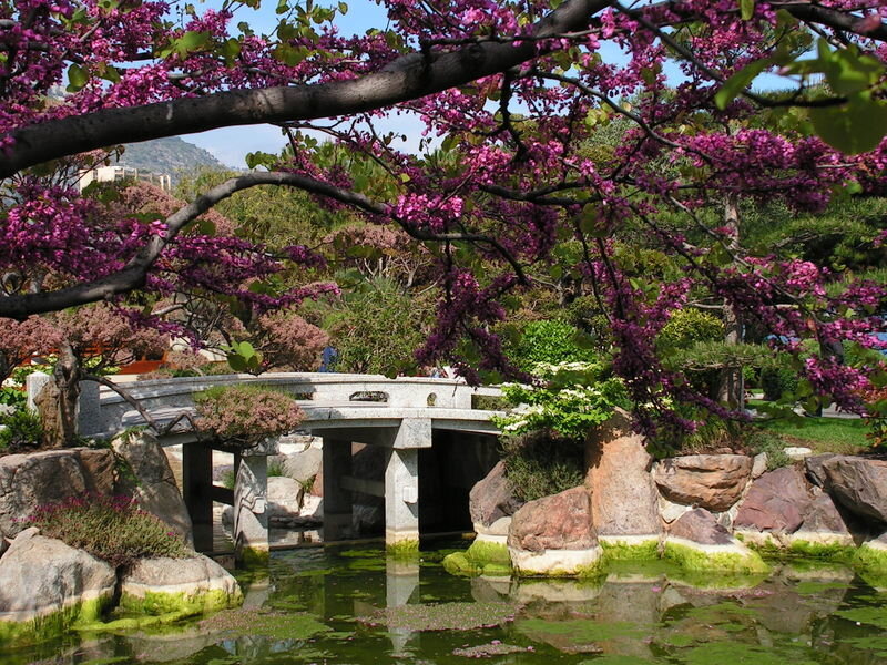Purple Blossoms over Pond
