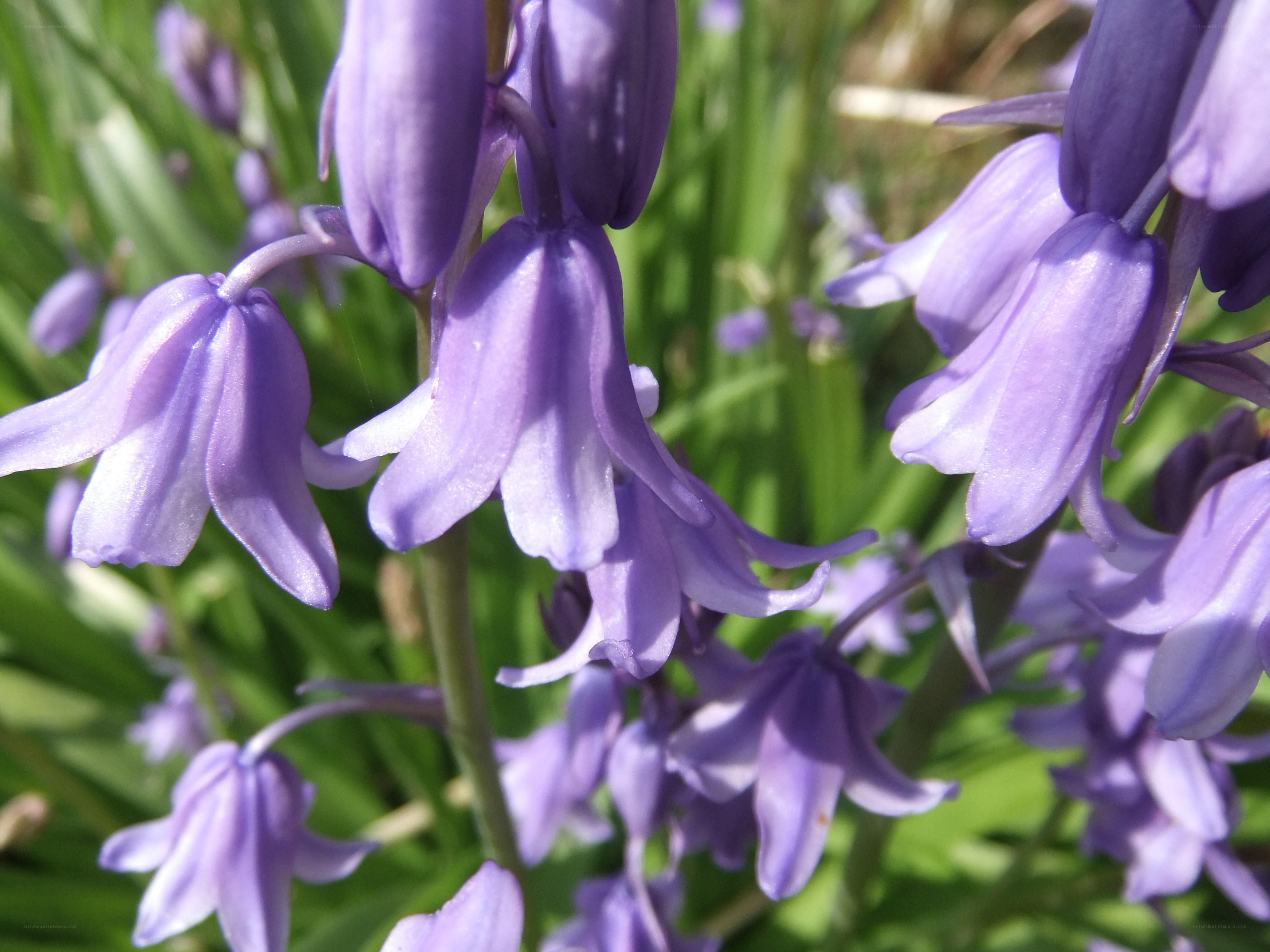 purple bluebell flowers