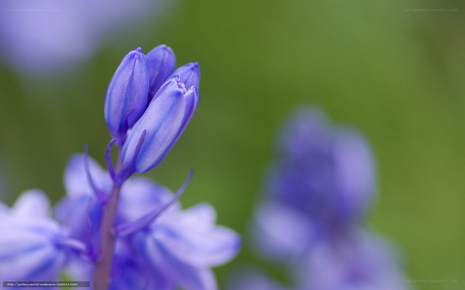 Purple bluebell flowers in bloom