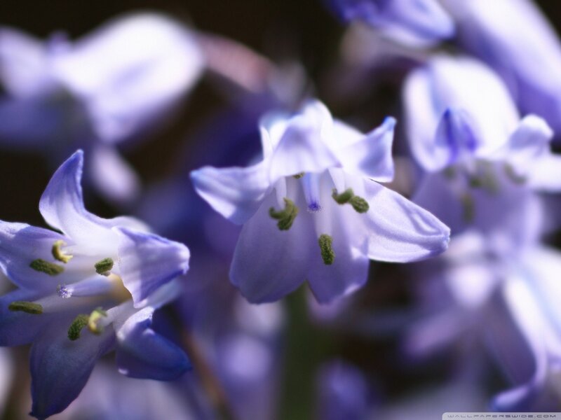 Purple Bluebell Flowers — Serene, Spring