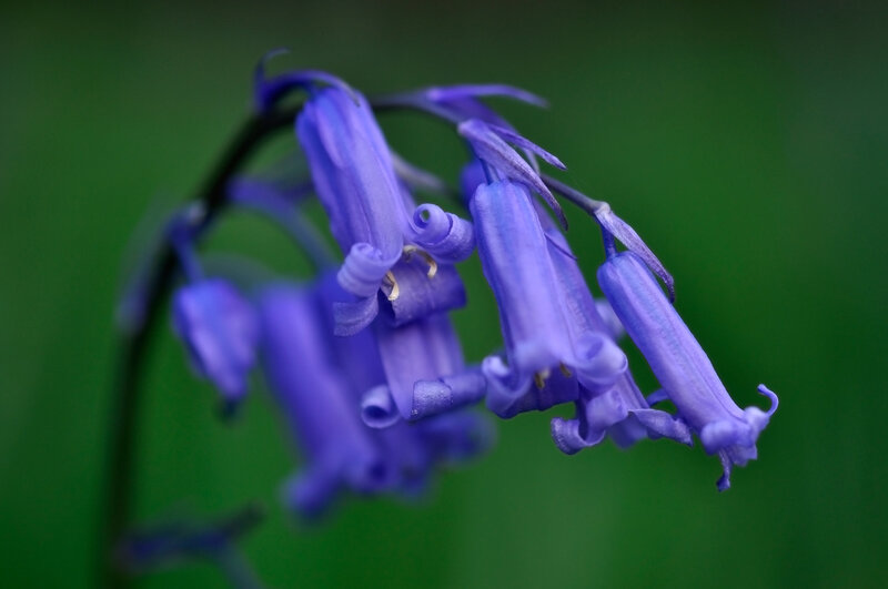 Purple Bluebell Flowers — Serene