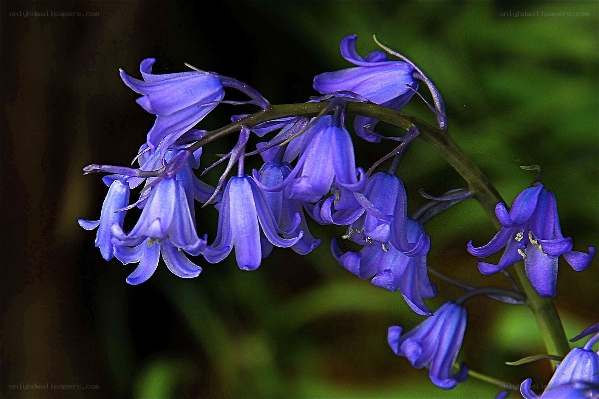 purple bluebell flowers