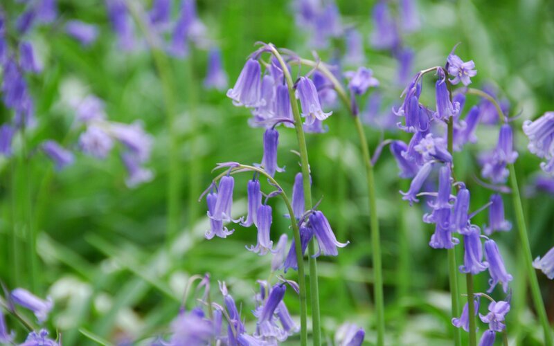 purple bluebells in a field