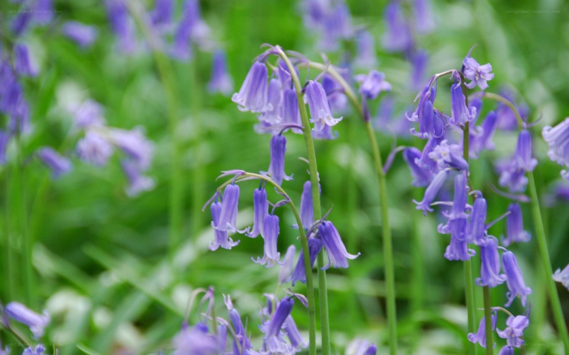 purple bluebells in a field