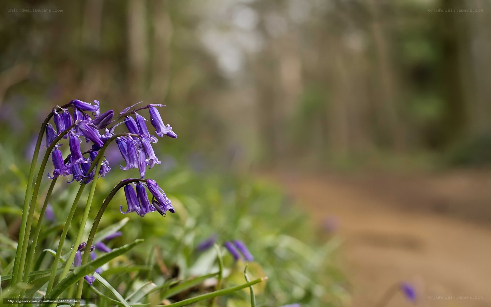 Purple bluebells in a forest