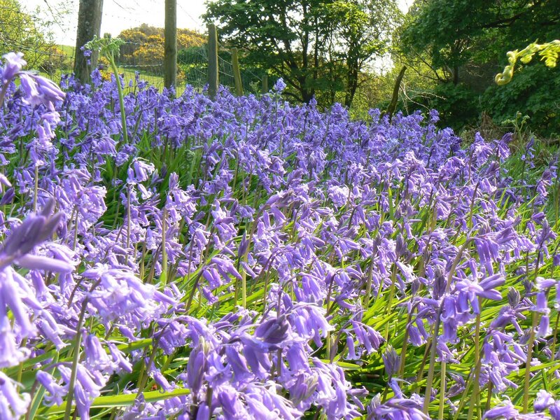 Purple Bluebells in Field — Serene