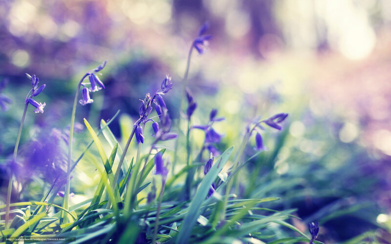 Purple Bluebells in Forest — Serene