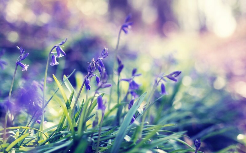 Purple Bluebells in Forest