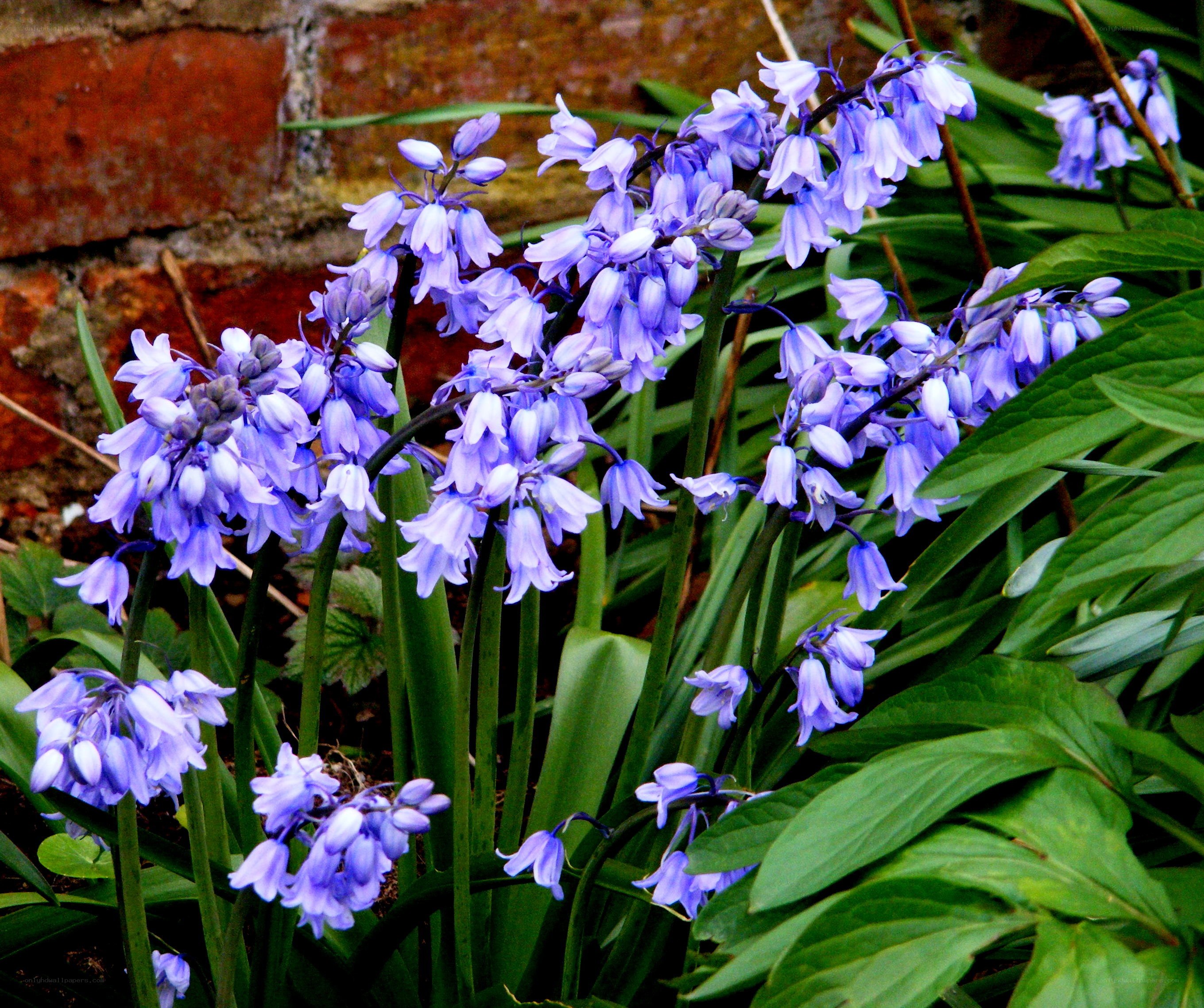 purple bluebells in garden