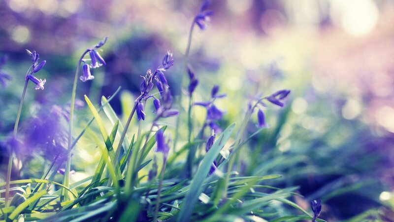 Purple Bluebells in Grass