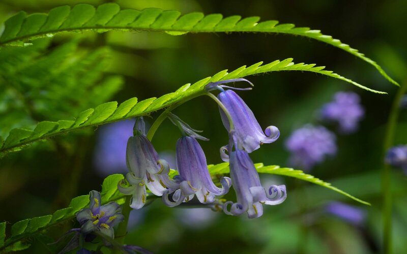 Purple Bluebells under Fern