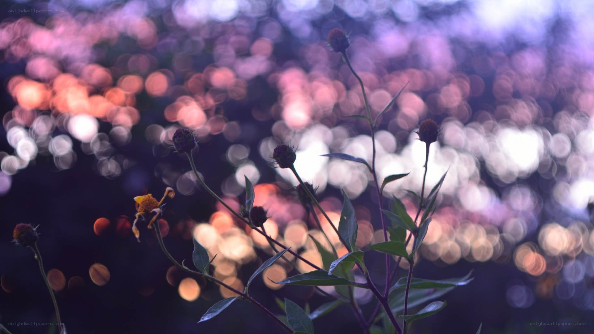 Purple bokeh flowers at dusk