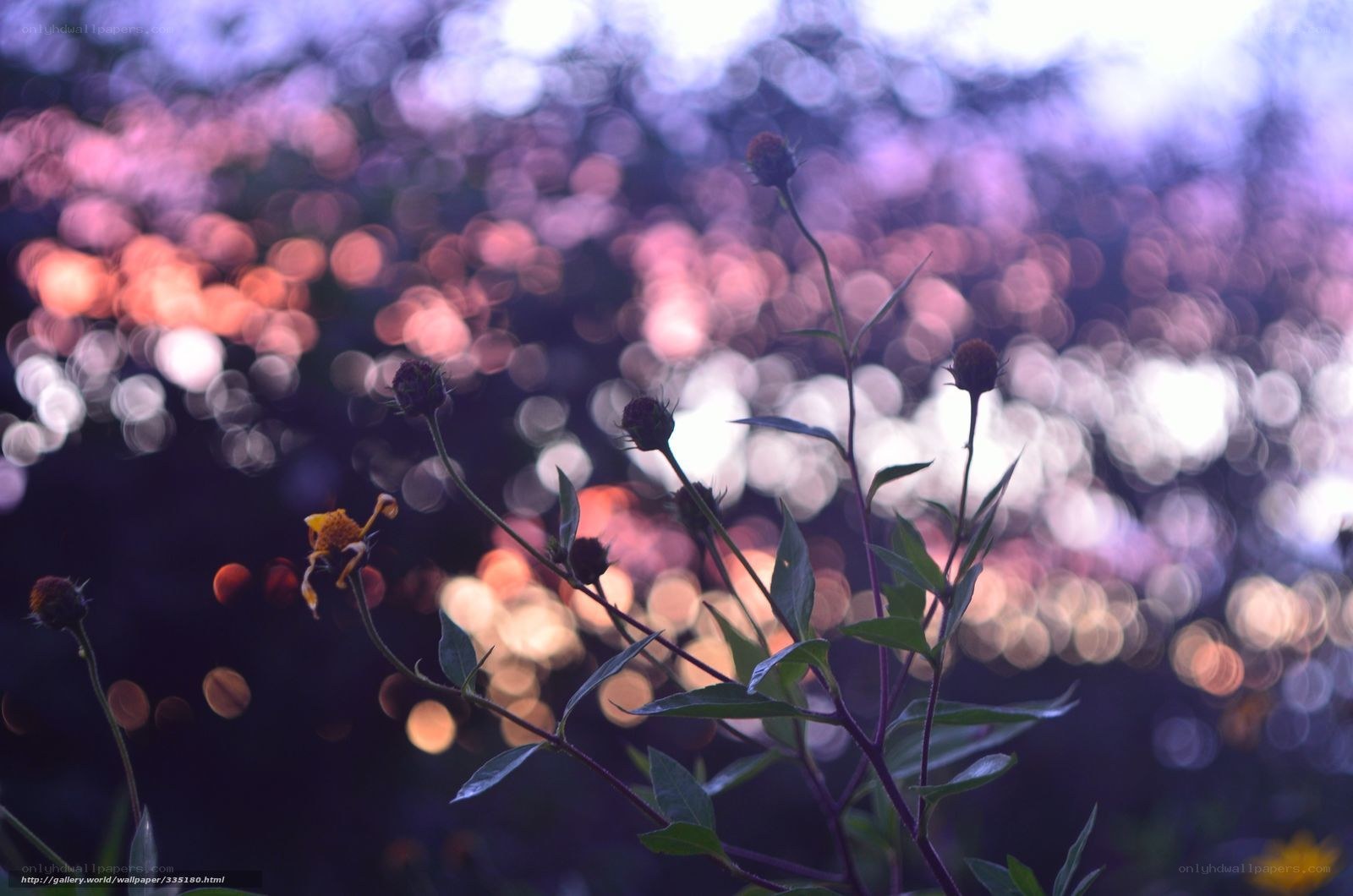 Purple Bokeh Flowers