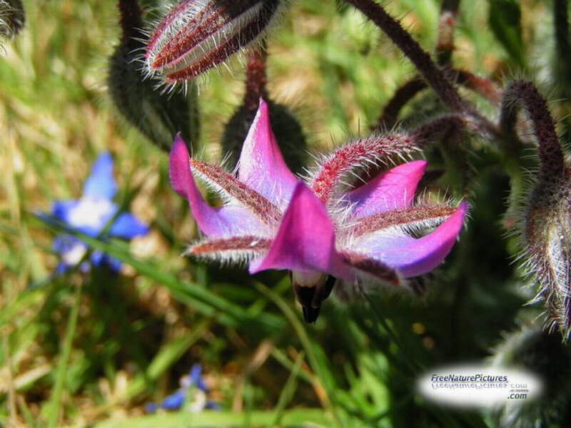 Purple Borage Flower