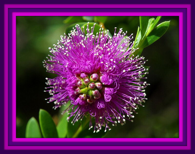 Purple Bottlebrush Flower — Natural, Afternoon