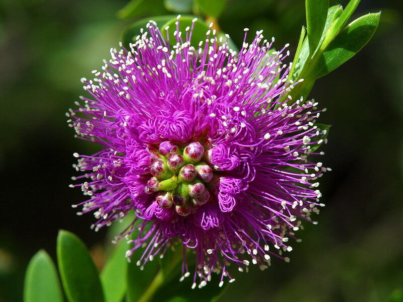 Purple Bottlebrush Flower — Natural