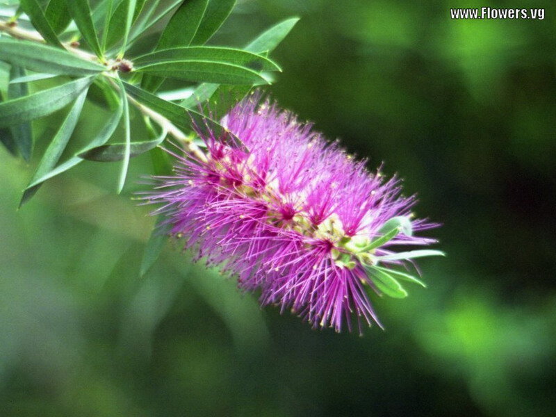 Purple Bottlebrush Flower
