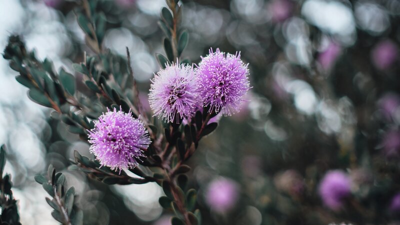 Purple Bottlebrush Flowers
